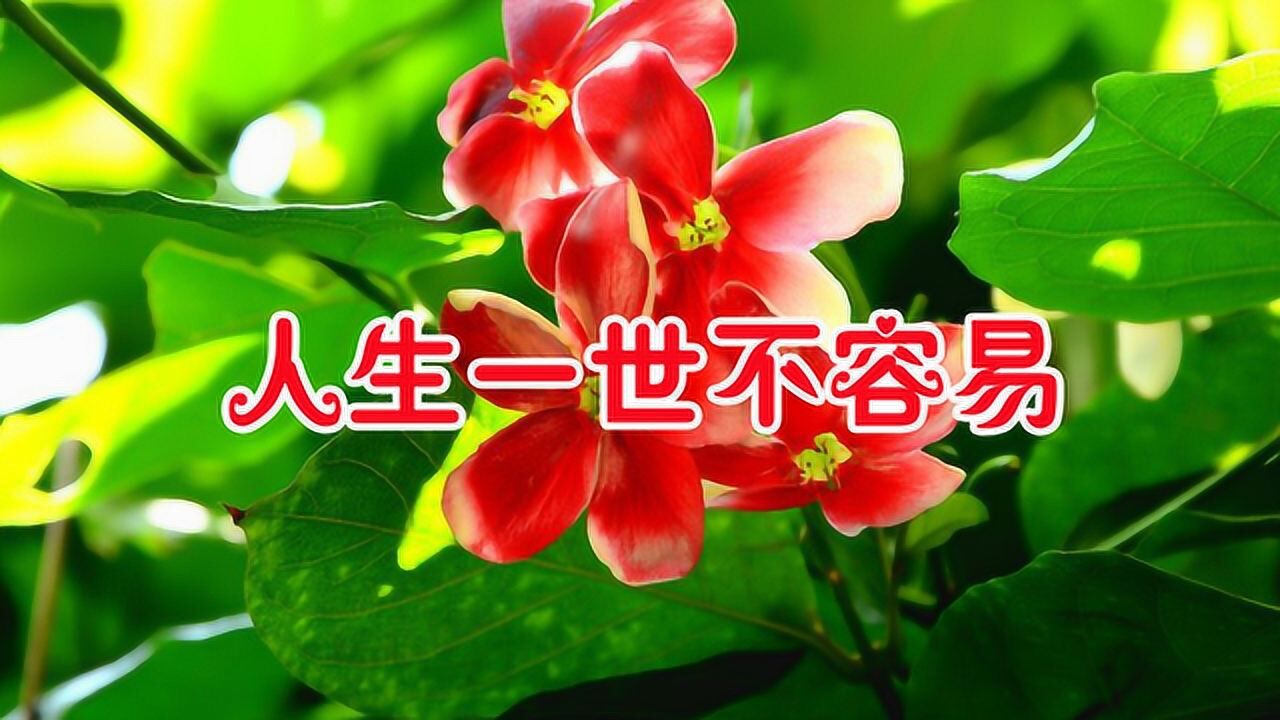 梅朵一首《人生一世不容易》唱出多少人的辛酸泪,听哭了!