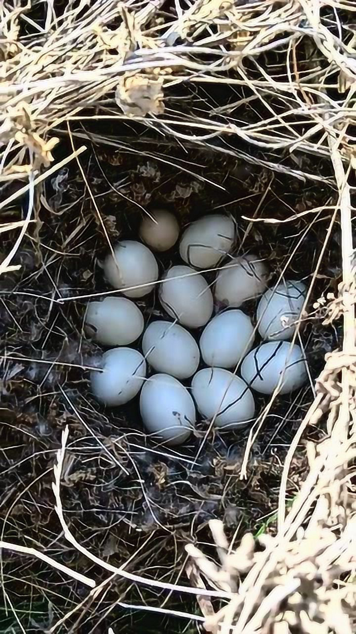 我百思不得其解,为什么野鸭窝里除了有野鸭蛋竟然还有一枚野鸡蛋