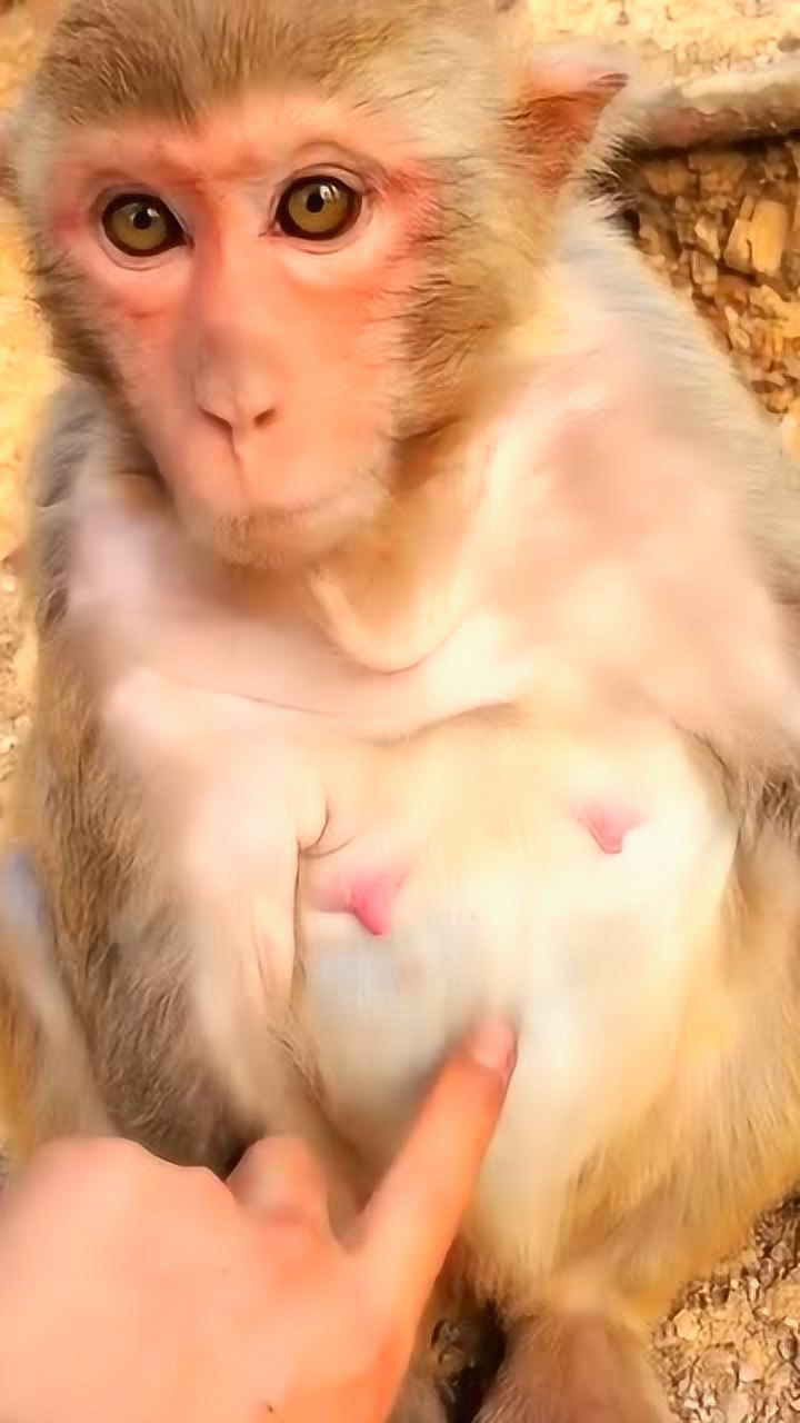 猴妈妈挺着大肚子,小伙子轻轻一戳,顿时它不乐意了!