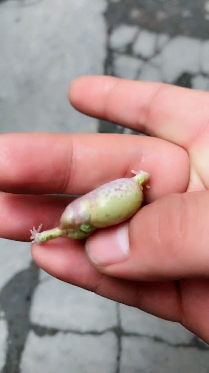 天生的三条腿的蛤蟆,小小的一只,十分的可爱