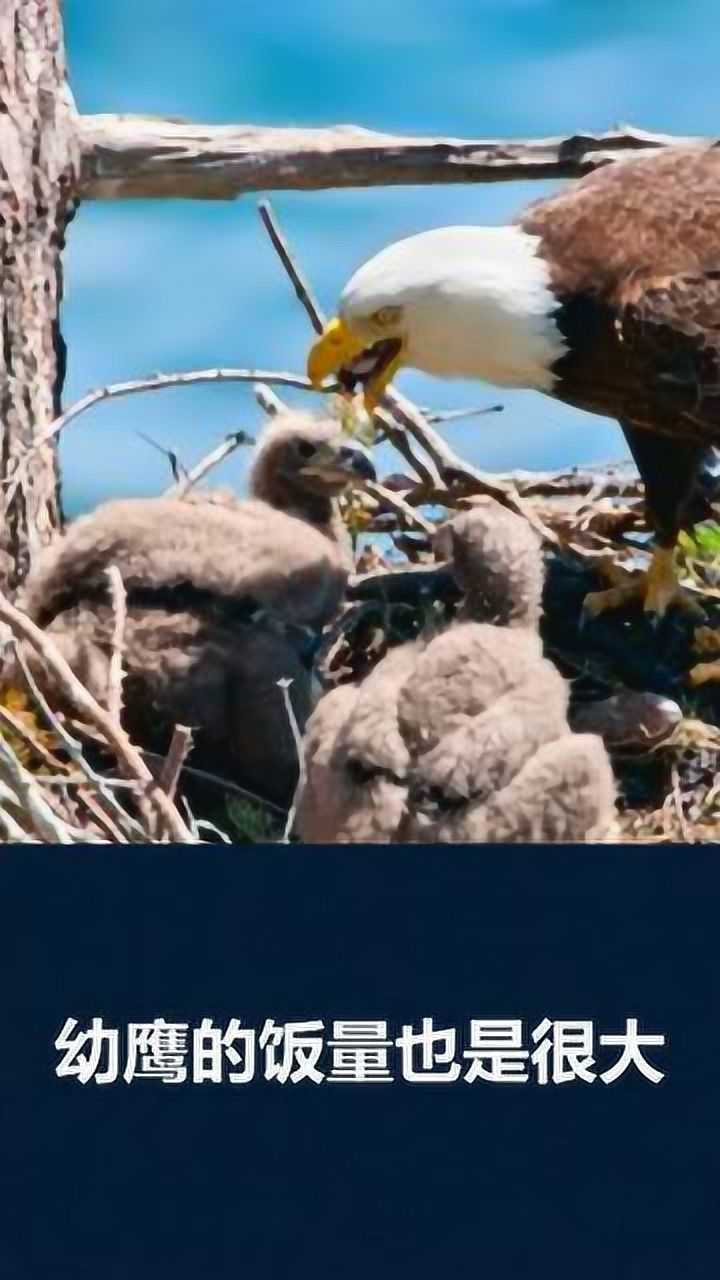 老鹰把田鼠抓个幼鹰,今天的晚餐就决定是他了