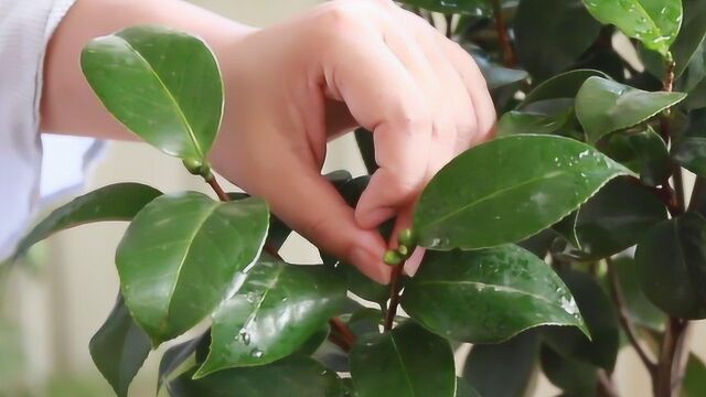 茶花长花苞后,学会这样“壮蕾”,不掉花苞,顺利开花