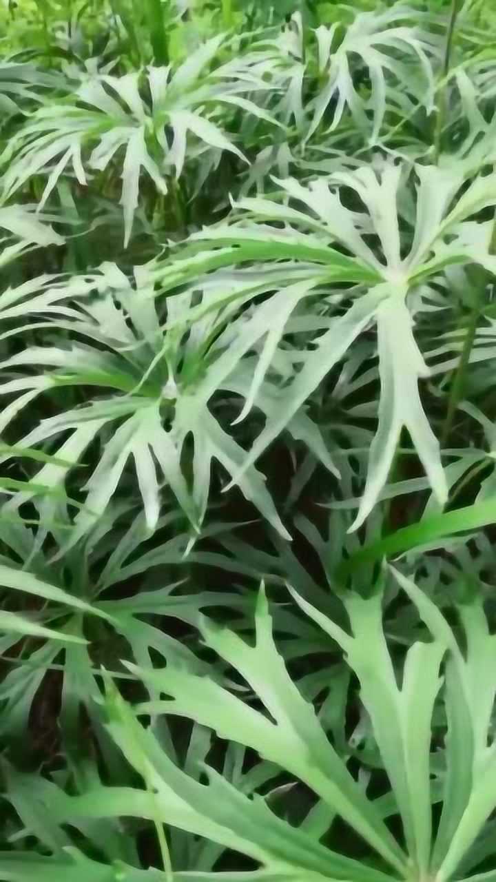 雷打伞草药图片图片