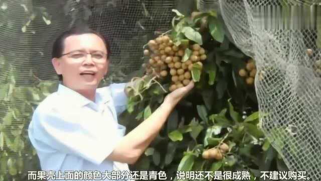 你还在吃桂圆吗?牢记这3个小技巧,包你买到香甜肉多的桂圆