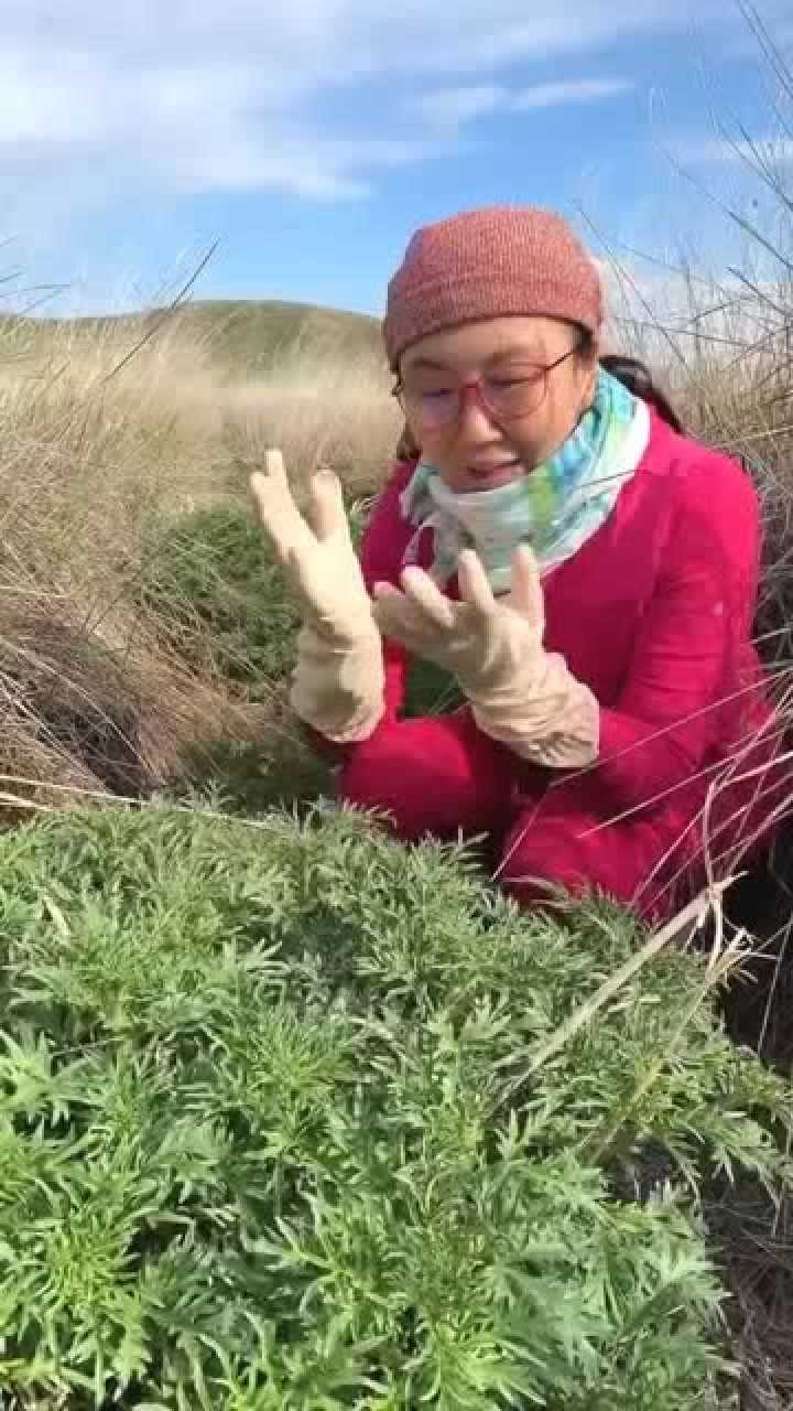 高原上最好吃的野菜哈拉海做出来比肉都香可惜有这个致命伤害