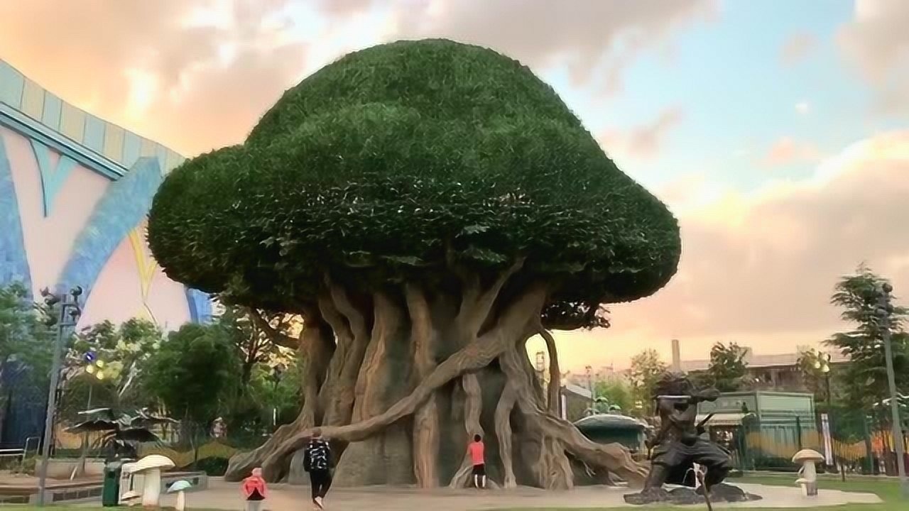 我们这里的一棵百年大树,就像是一个蘑菇,知道这是什么树吗?