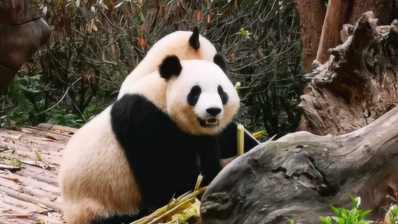 第一次见到肥肥的大熊猫,肥肥的圆滚滚,吃竹子的姿势竟然这么可爱