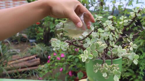 给金枝玉叶施肥有技巧,选这种"臭水",效果比买的肥料强