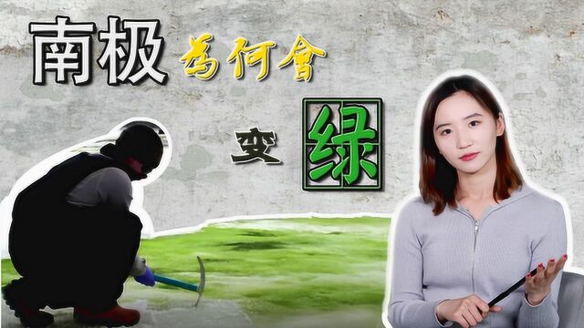 越来越绿的南极:怪异“绿雪”蔓延冰面,罪魁祸首究竟是谁?