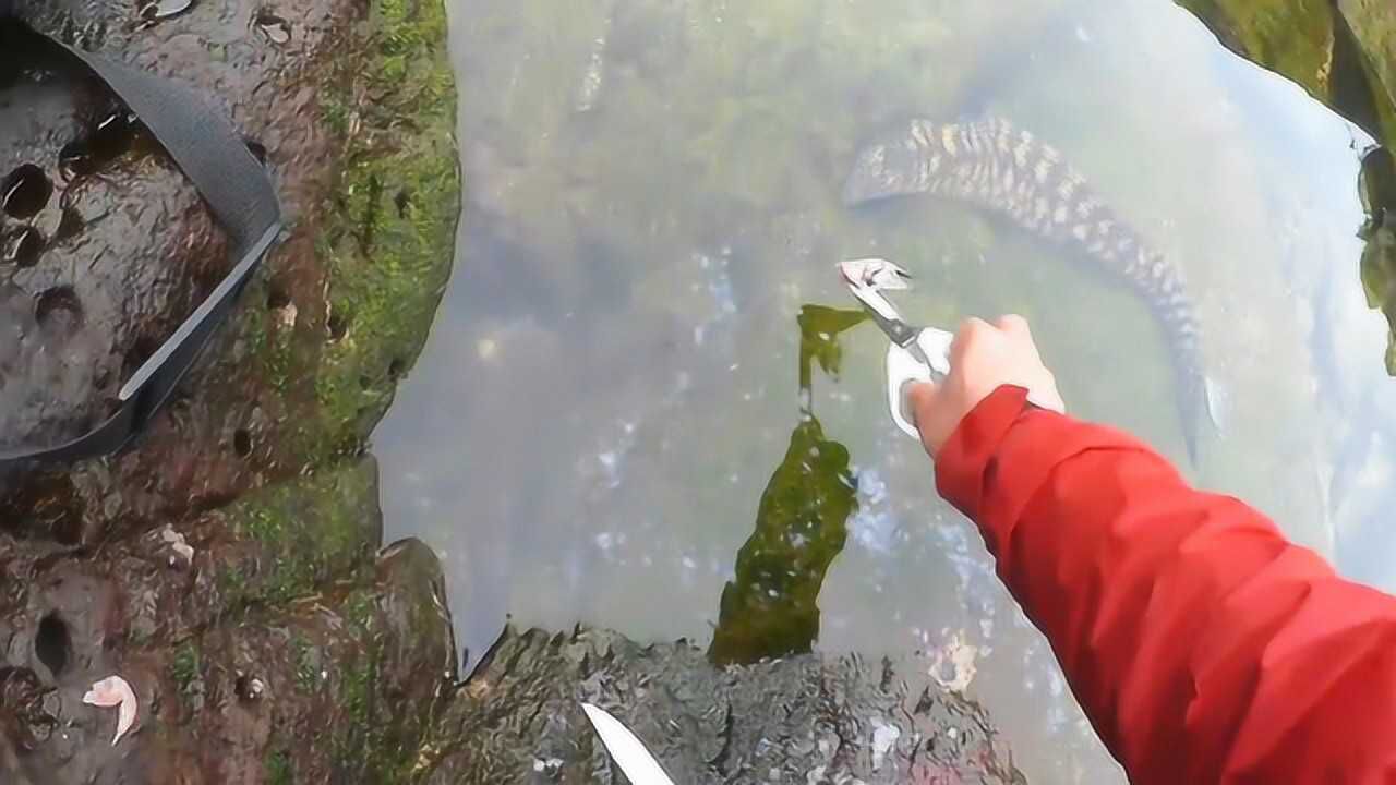 海邊水坑發現海鱔魚,送它一點吃的!