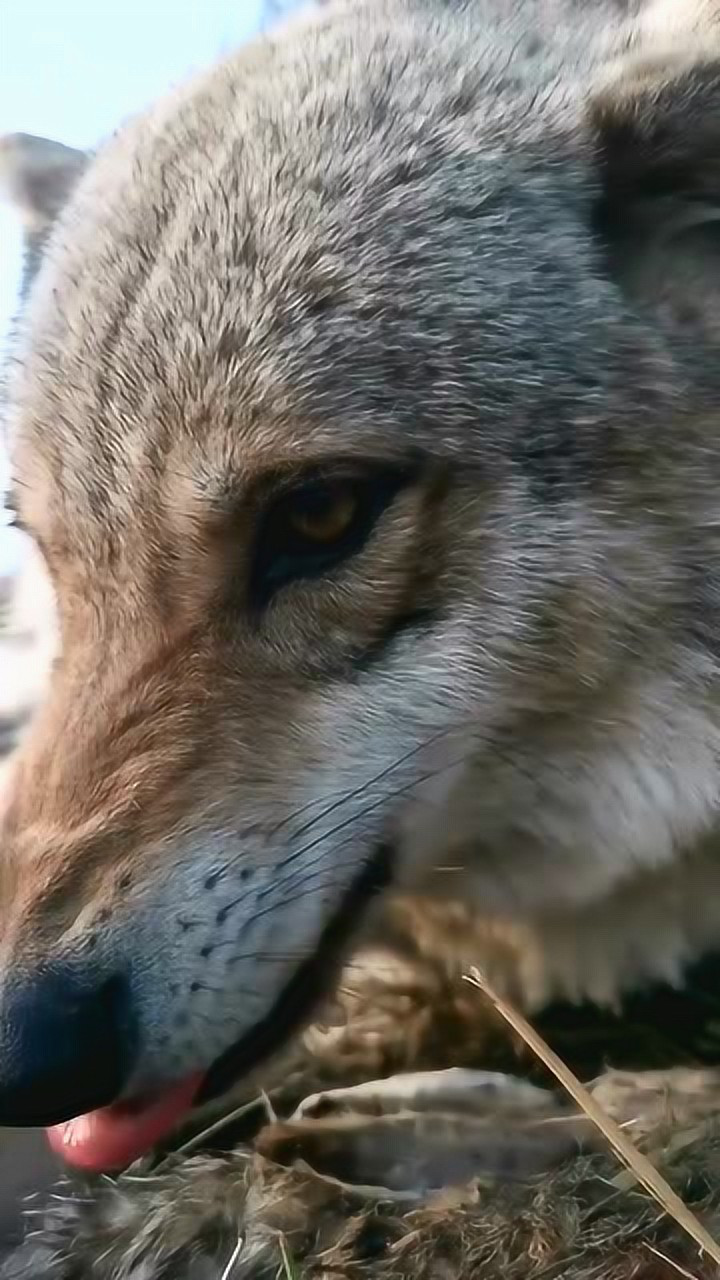 大公狼凶狠的眼神瞬间突袭了导演