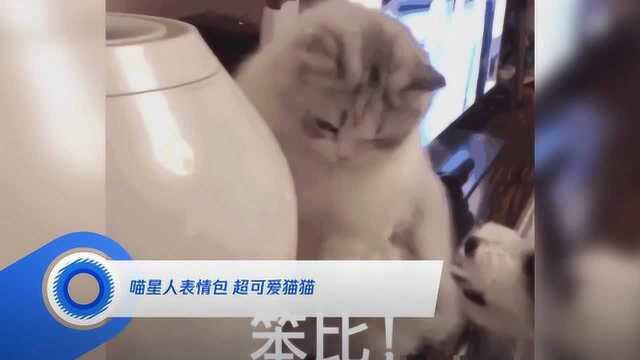 喵星人表情包 超可爱猫猫