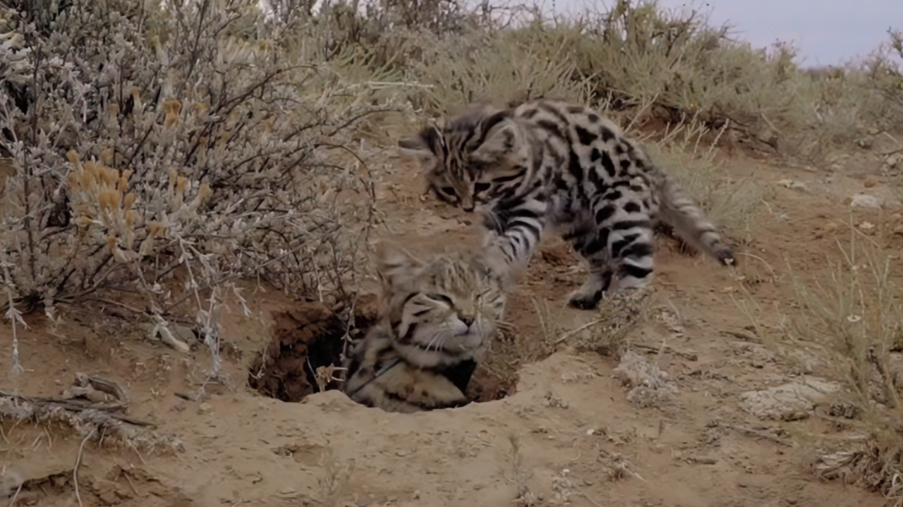 长跑能力与特殊花纹造就了它超凡的捕猎技术|纪录片