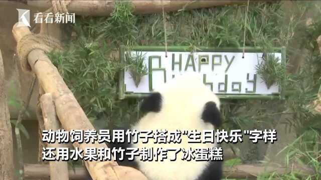 马来西亚为熊猫宝宝庆一岁生日 饲养员做冰蛋糕