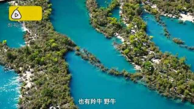 九寨沟景区暂未开放,濒危物种毛冠鹿欧亚水獭,悠闲觅食被拍