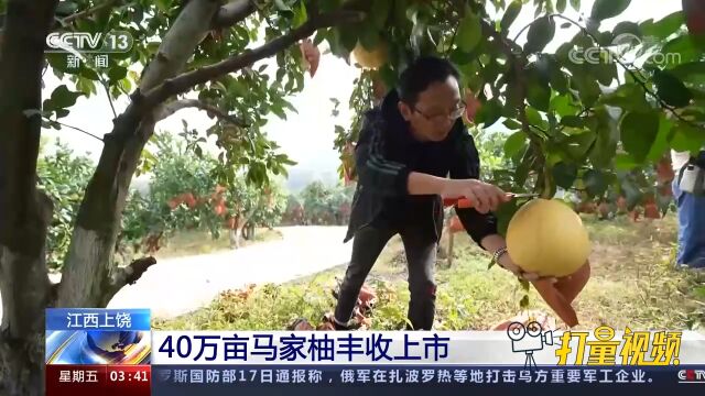 江西上饶:40万亩马家柚丰收上市