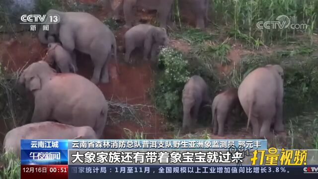 罕见!野生亚洲象聚集,4头幼象同框觅食