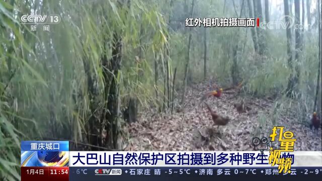 重庆城口:生态保护显成效!大巴山自然保护区拍摄到多种野生动物