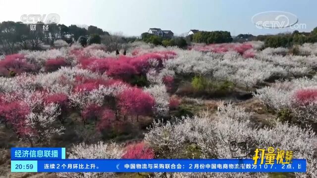 安徽芜湖:改良土壤种青梅,“花海经济”引客来