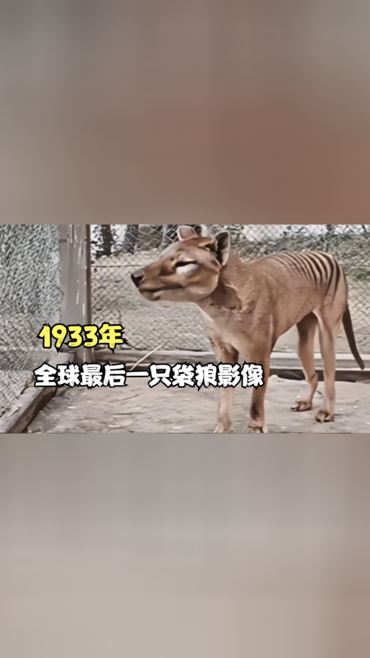 1933年,全球最后一只袋狼影像,头如狼身如虎