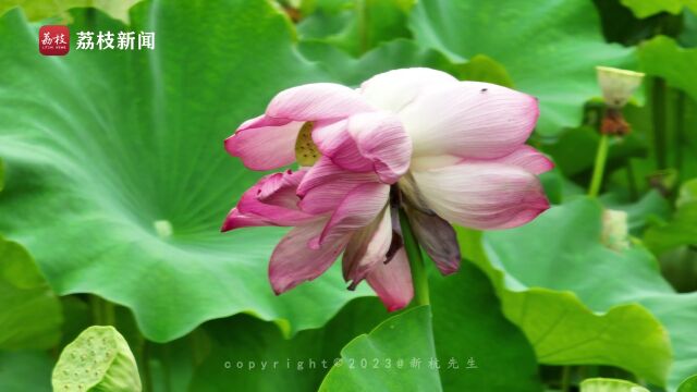 集好运!浙大华家池“小西湖”里的并蒂莲陆续开啦