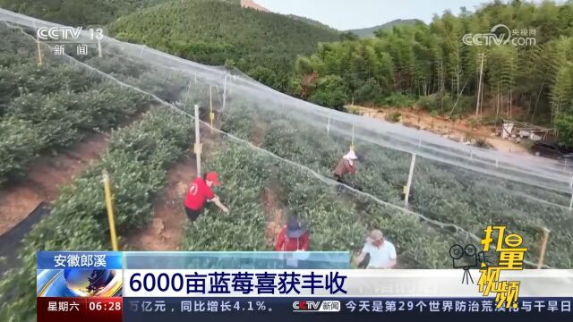 安徽郎溪:6000亩蓝莓喜获丰收