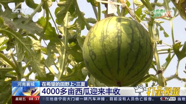 河南襄城4000多亩西瓜迎来丰收,每天有300多吨西瓜走向全国