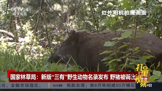 国家林草局:新版“三有”野生动物名录发布,部分地区野猪被调出