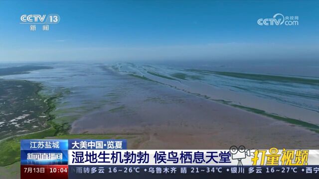 江苏盐城:湿地生机勃勃,总面积26万多公顷,数百万候鸟在此栖息