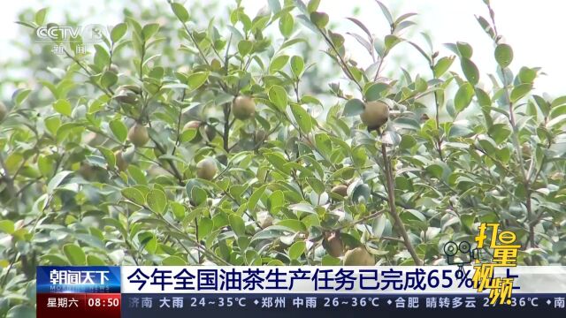 今年全国油茶生产任务已完成65%以上