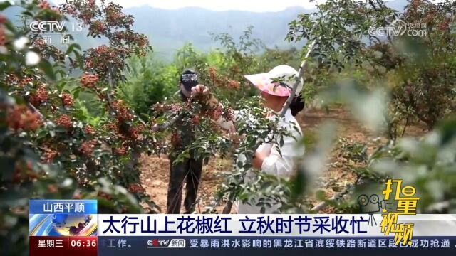 山西平顺:太行山上花椒红,立秋时节采收忙