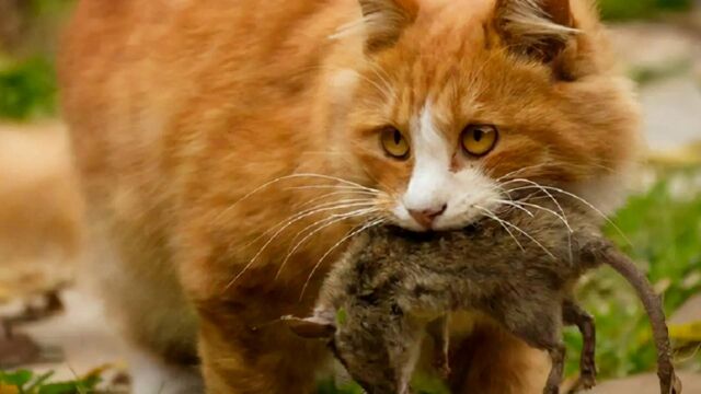 40多只猫护粮仓屡上热搜,更有故宫的猫成网红顶流,流浪猫的春天在哪里?