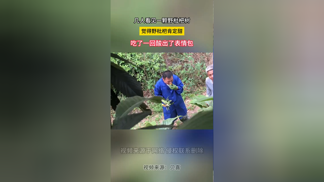 几人看见一颗野枇杷树,觉得野枇杷肯定甜,吃了一回酸出了表情包