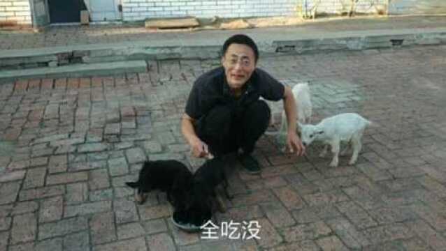 小狗狗吃东西的样子好可爱,看这吃的真香啊