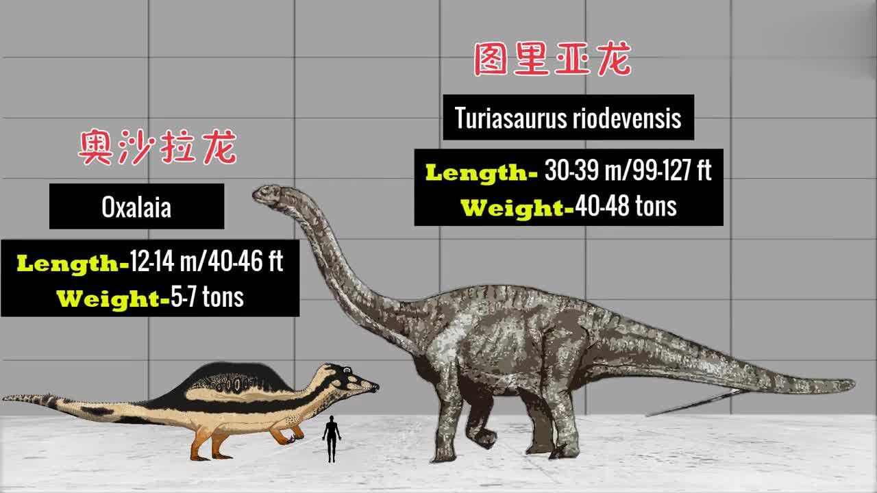 巨型食肉恐龙对比食草恐龙直观认识它们的差距