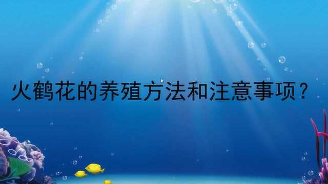 火鹤花的养殖方法和注意事项?