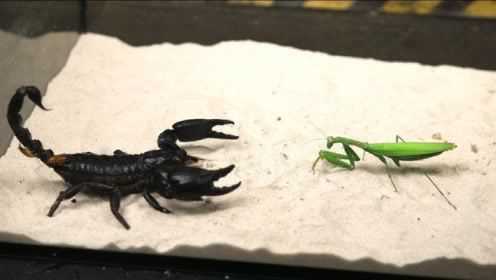 蝎子VS螳螂，钳子和镰刀谁能更胜一筹？镜头拍下全过程！