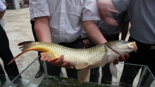 农村大叔黄河钓上大鲤鱼,胡须四五公分长,过瘾