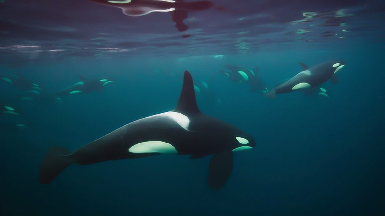 虎鲸座头鲸一年一度的相遇,长路漫漫,等你吃饭