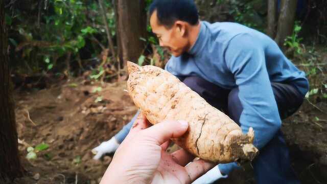 大别山深处探访种天麻的农村大哥,这个月的收入达到六位数