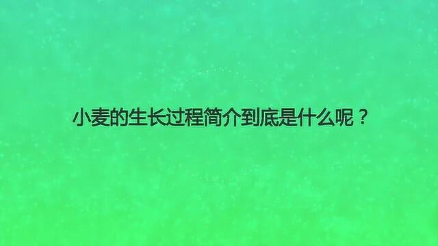 小麦的生长过程简介到底是什么呢?