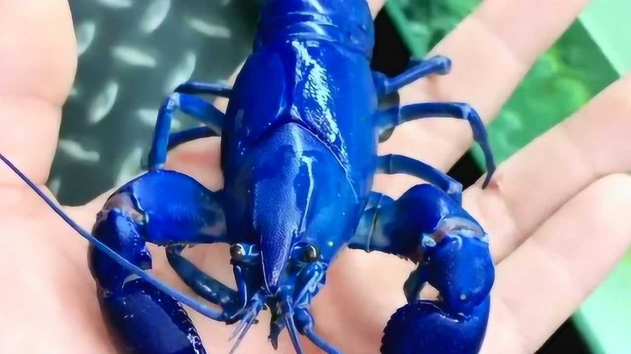 一只蓝色的小龙虾,看上去无比的新颖,比红色还要顺眼!