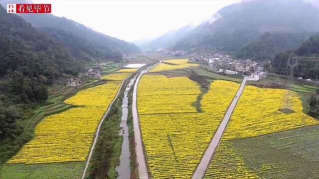 金沙县岩孔街道金丝皇菊基地