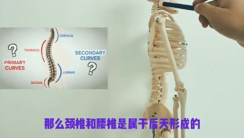 正骨学习脊椎矫正第一节《脊柱的生理曲线》