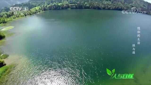 春季阳光提高湖水温度,水游蛇优雅的游动寻觅着青蛙等水栖动物