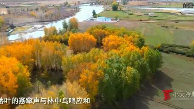 新疆:青格里河河谷林秋景如画