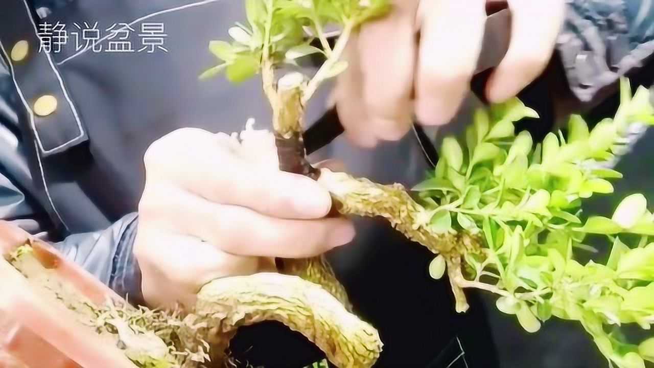 精品黄杨盆景创作示范教程分享高手破杆拿弯盆景干货技巧
