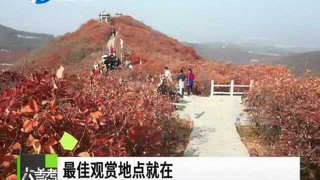 巩义市长寿山金秋绚烂漫山红遍跟着记者的镜头一饱眼福吧