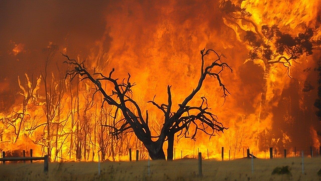 国家级灾难!澳大利亚连发森林大火,超350只考拉或葬身火海