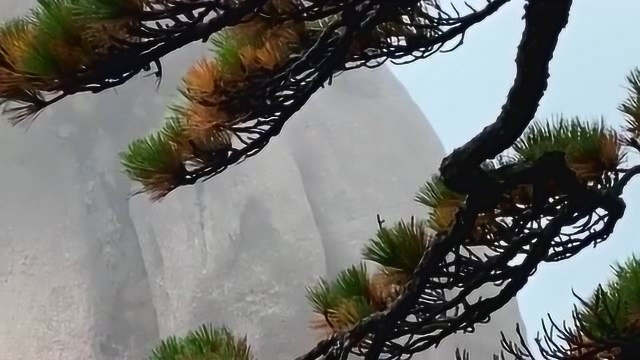 登临黄山莲花峰,最让我敬畏和折服的是万仞绝壁上的黄山松,顽强地生长!